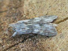 Cucullia xeranthemi