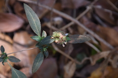 Lepidagathis incurva