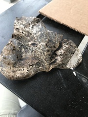 Pemphigus obesinymphae