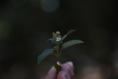 Lepidagathis incurva