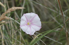 Convolvulus cantabrica