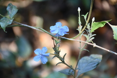 Eranthemum