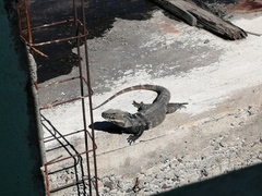 Ctenosaura hemilopha