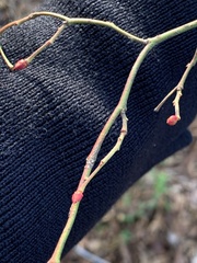 Vaccinium fuscatum