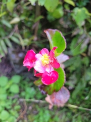 Begonia semperflorens-cultorum