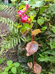 Begonia semperflorens-cultorum
