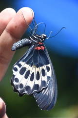 Papilio polymnestor