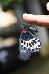 Papilio polymnestor