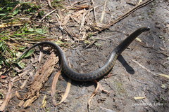 Helicops leopardinus