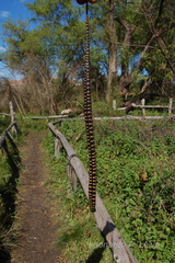 Helicops leopardinus