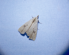 Scolecocampa