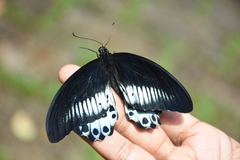 Papilio polymnestor