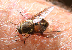 Scaptia auriflua