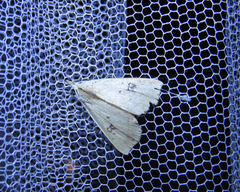 Scolecocampa