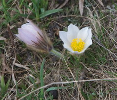Pulsatilla vernalis