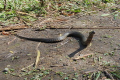 Helicops leopardinus