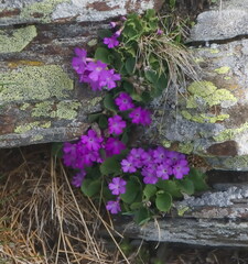 Primula hirsuta