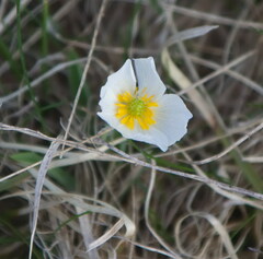 Ranunculus kuepferi