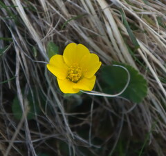 Geum montanum