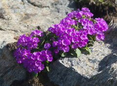 Primula hirsuta