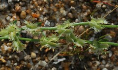 Pectocarya platycarpa