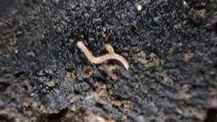 Blaniulinae