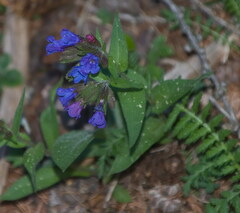 Pulmonaria