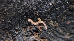 Blaniulinae