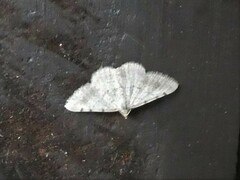 Digrammia ocellinata