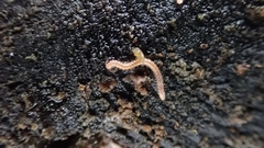 Blaniulinae