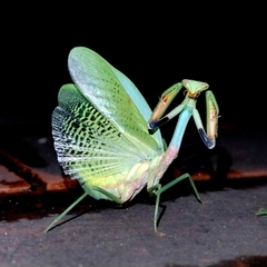 Parastagmatoptera