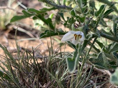 Leptostemonum