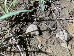 Uperoleia trachyderma