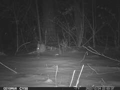 Sylvilagus floridanus