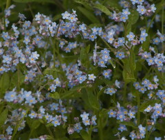 Myosotis