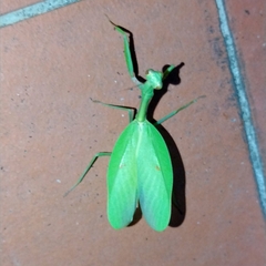 Parastagmatoptera
