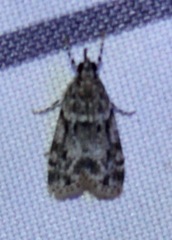 Eudonia heterosalis