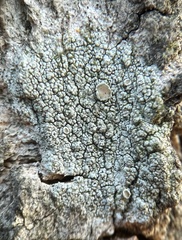 Lecanora