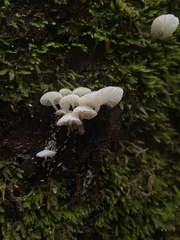 Marasmiellus candidus