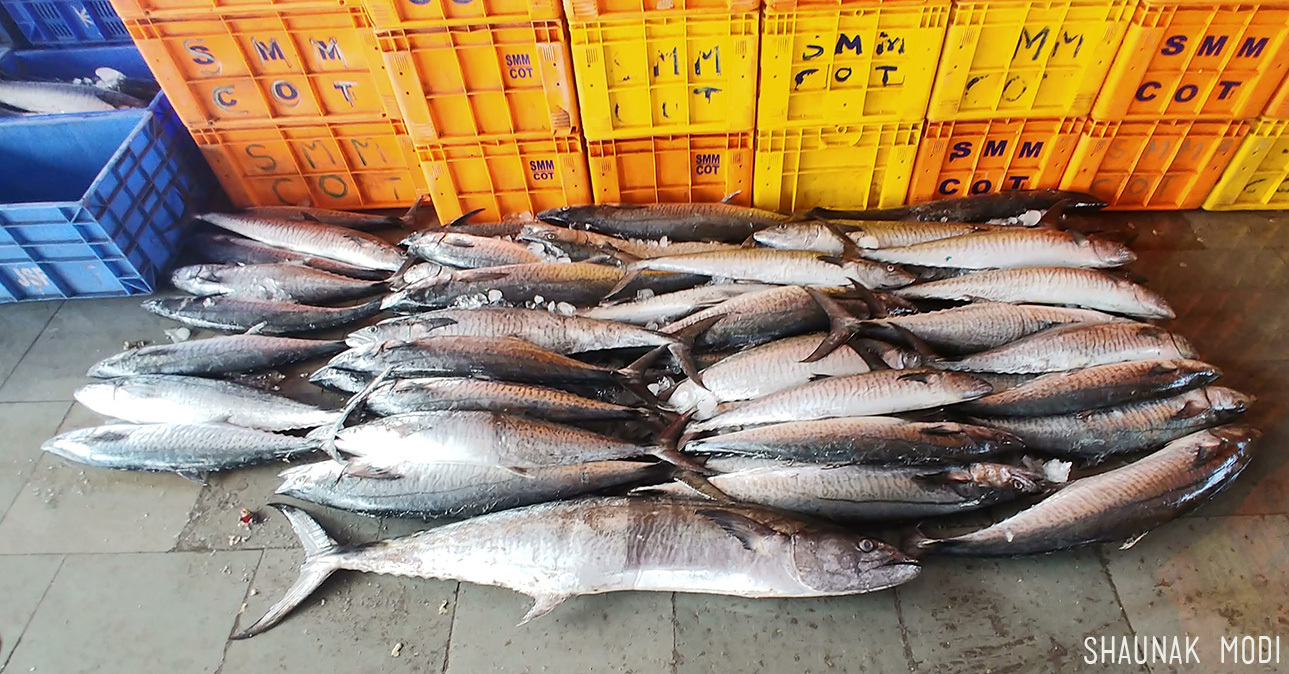 康氏馬加鰆(馬鮫魚) Scomberomorus commerson