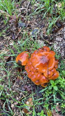 Flammulina velutipes