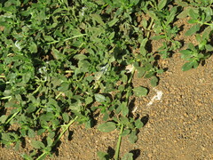 Heliotropium ramosissimum