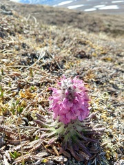 Pedicularis lanata