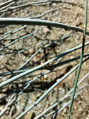 Ephedra pedunculata