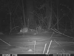 Sylvilagus floridanus