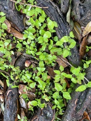 Calyptocarpus vialis