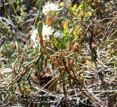 Rhododendron tomentosum