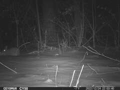 Sylvilagus floridanus