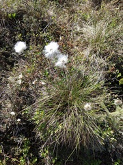 Eriophorum vaginatum