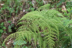 Hypolepis